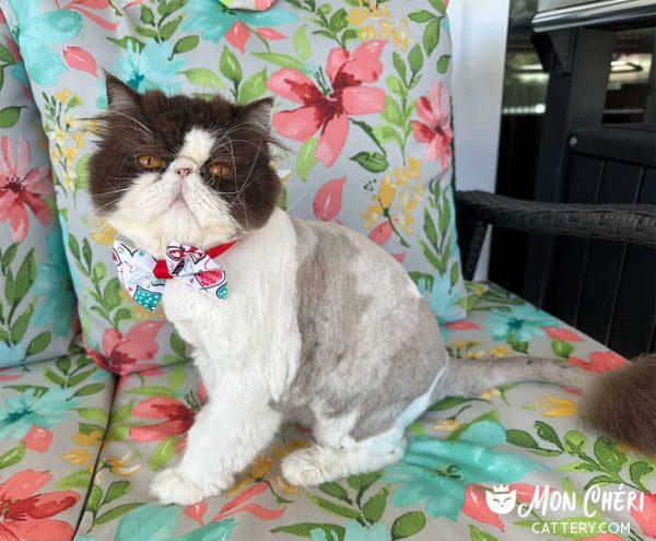 Chocolate Bicolor Exotic Shorthair Kitten, Bradenton, Florida