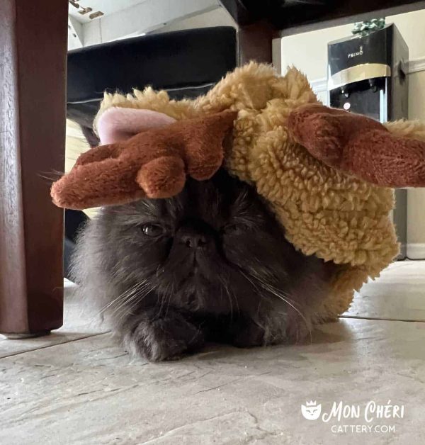 Chocolate Smoke Exotic Longhair Kitten in Boca Raton, Florida